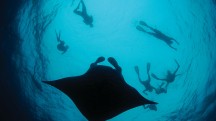 Maldivian Manta Ray Maldivian Manta Ray