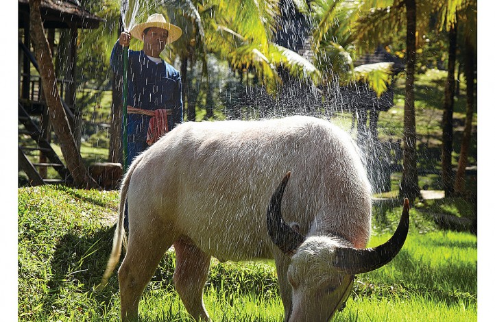 A gardener and a water buffalo, supported by Four Seasons Resort Chiang Mai