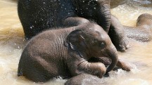 Elephants, Four Seasons Tented Camp Golden Triangle A baby elephant enjoys a bath at Four Seasons Tented Camp Golden Triangle